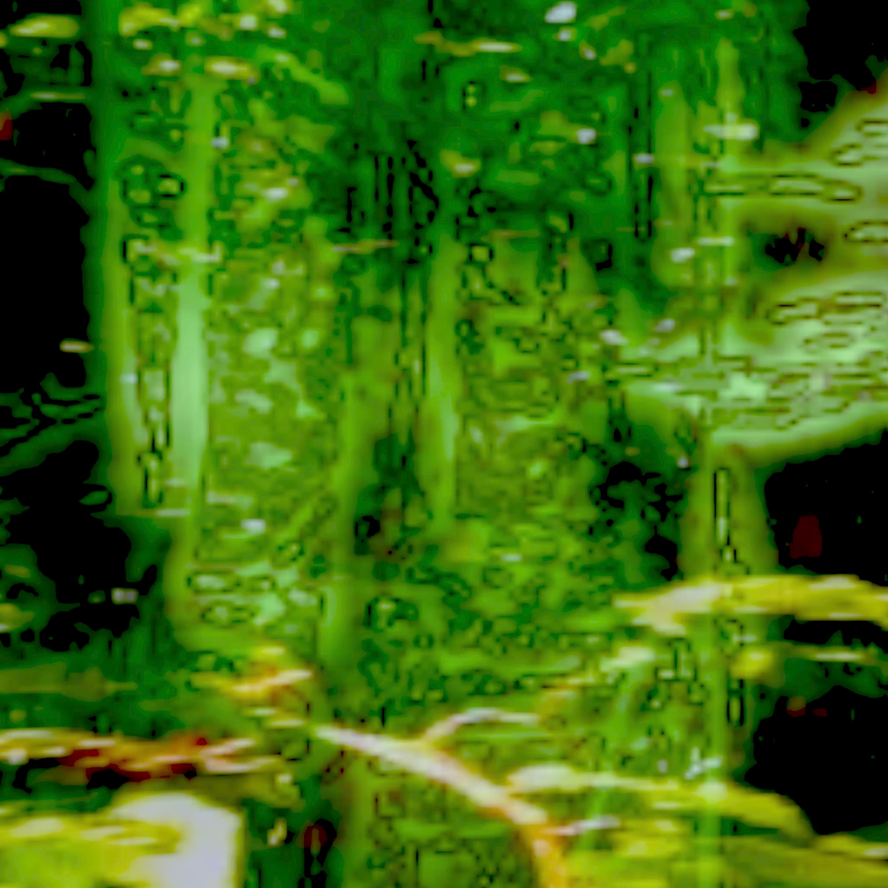 DARUTY FOREST COVER